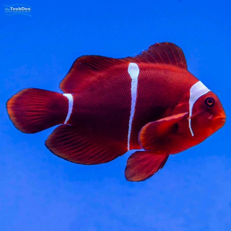 Maroon Clownfish – (No Online Purchases)