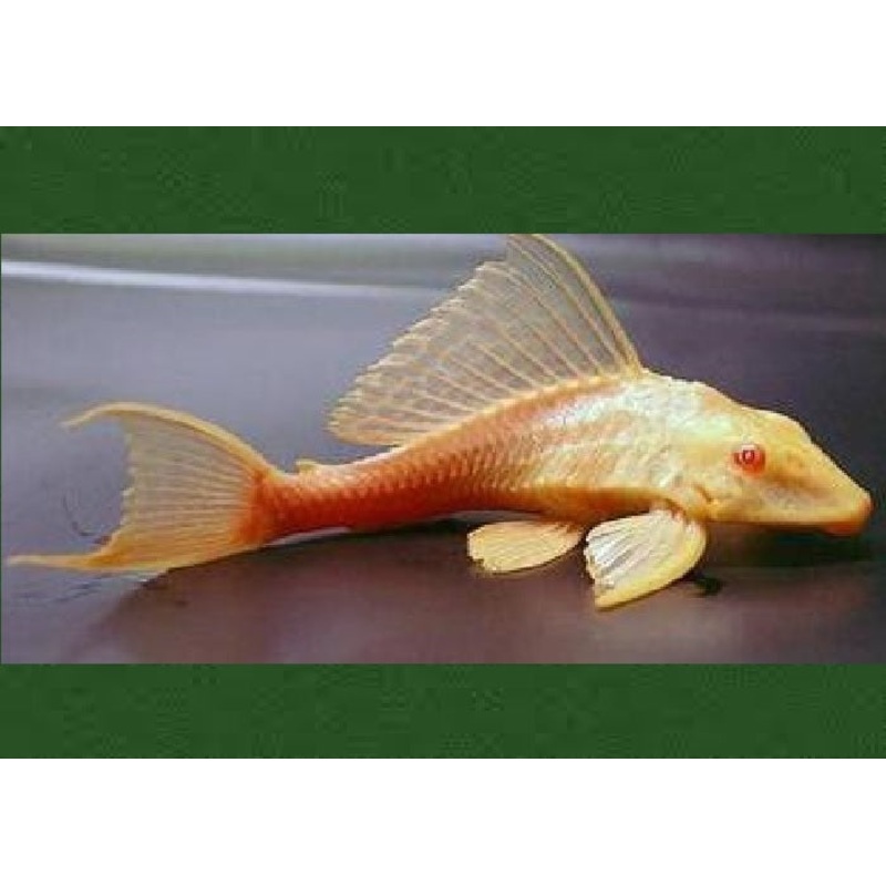 Albino High Fin Red Eye Catfish “Pterygoplichthys gibbiceps”