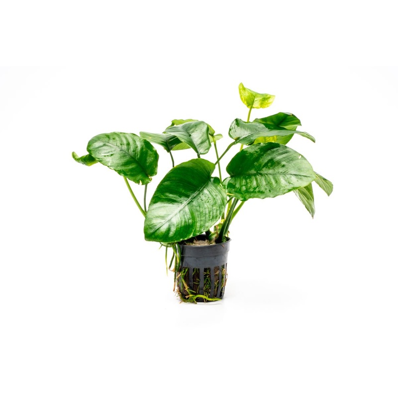 Anubias Barteri ‘Wrinkle Leaf’
