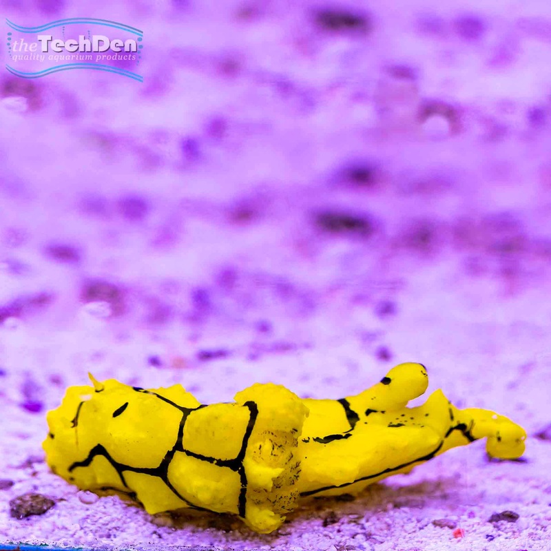 Assorted Nudibranch – (No Online Purchases)