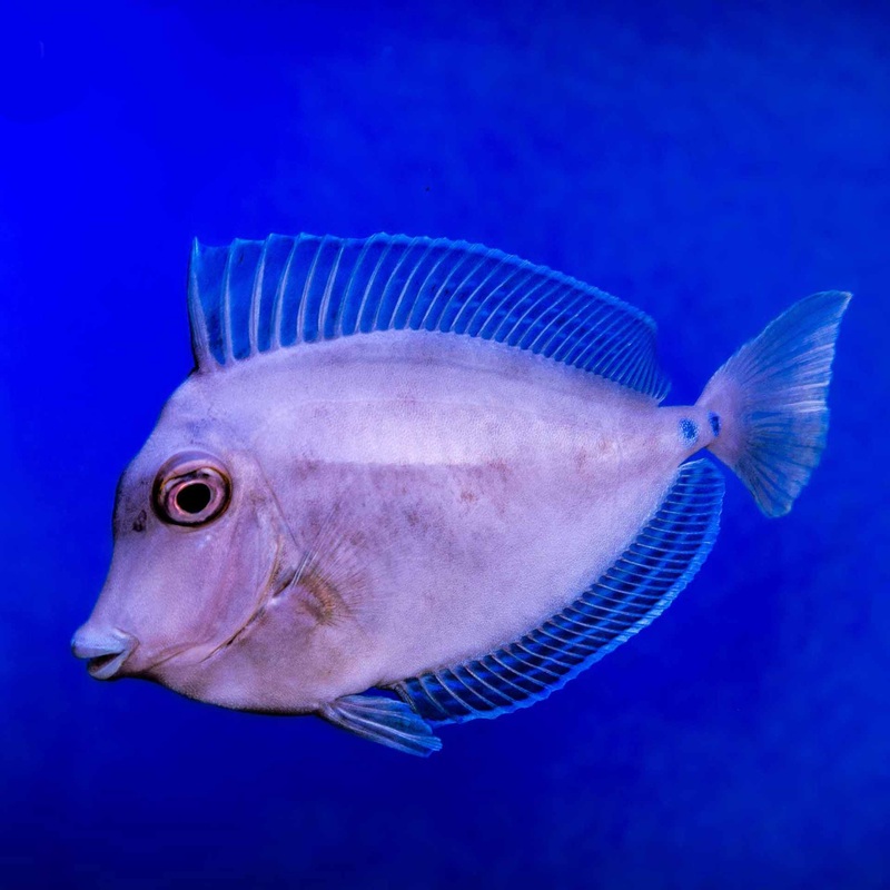 Bluespine Unicorn Fish  – (No Online Purchases)