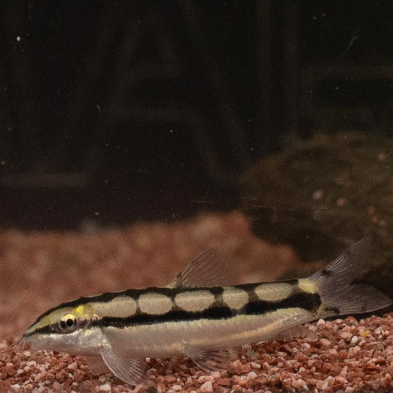 Dwarf Chain Loach – (No Online Purchases)