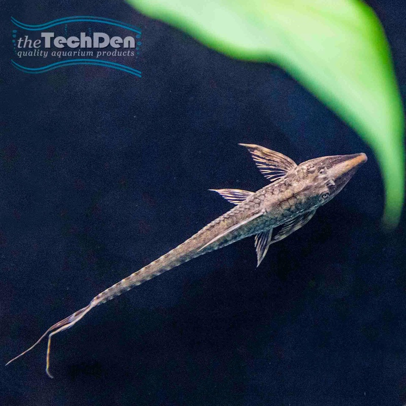 Long Nose Whiptail Catfish – (No Online Purchases)