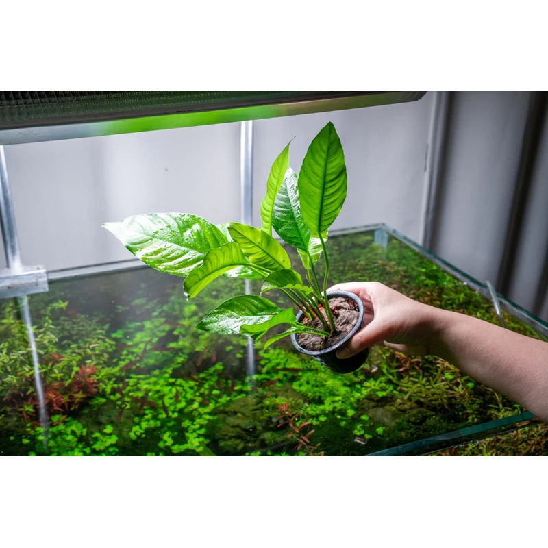 Anubias Heterophylla