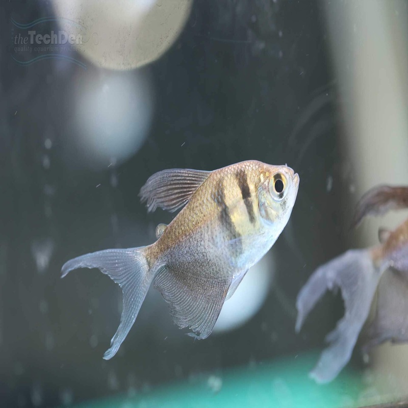 Longfin Black Widow Tetra – (No Online Purchases)