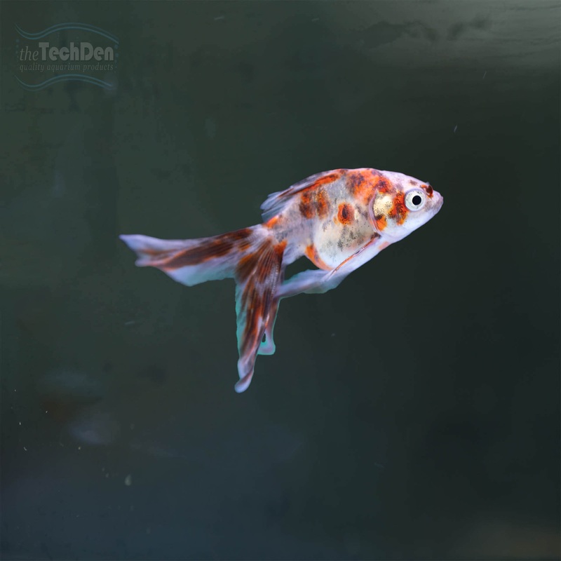 Ryukin 5cm – (No Online Purchases)