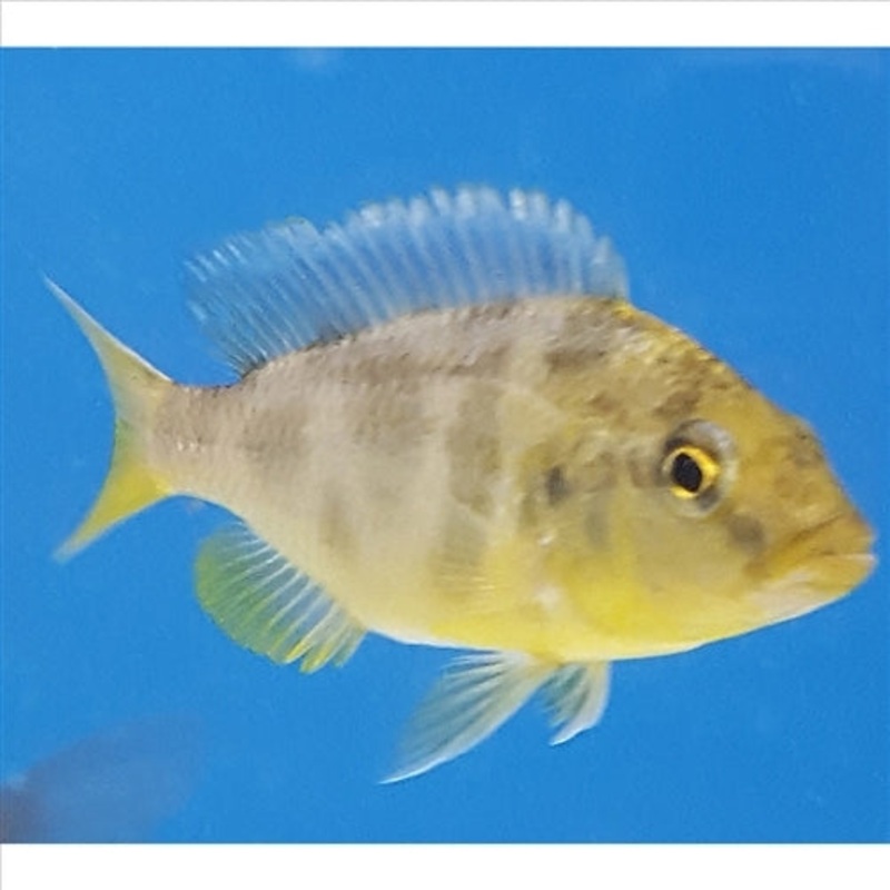 Venustus – (No Online Purchases)