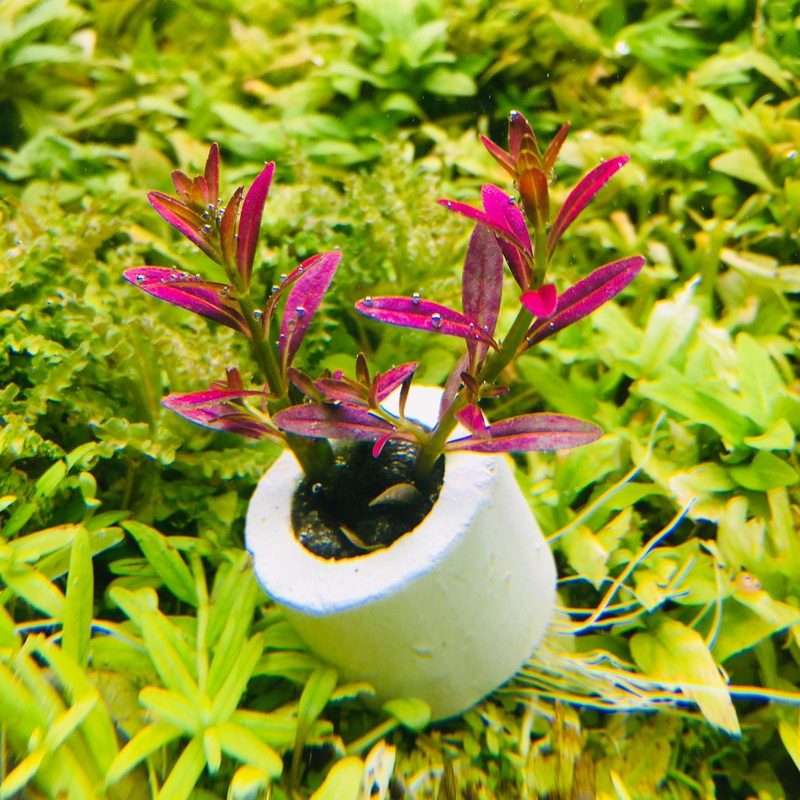 Rotala ramosior ‘Florida’ (2 Stems / 1 POT)