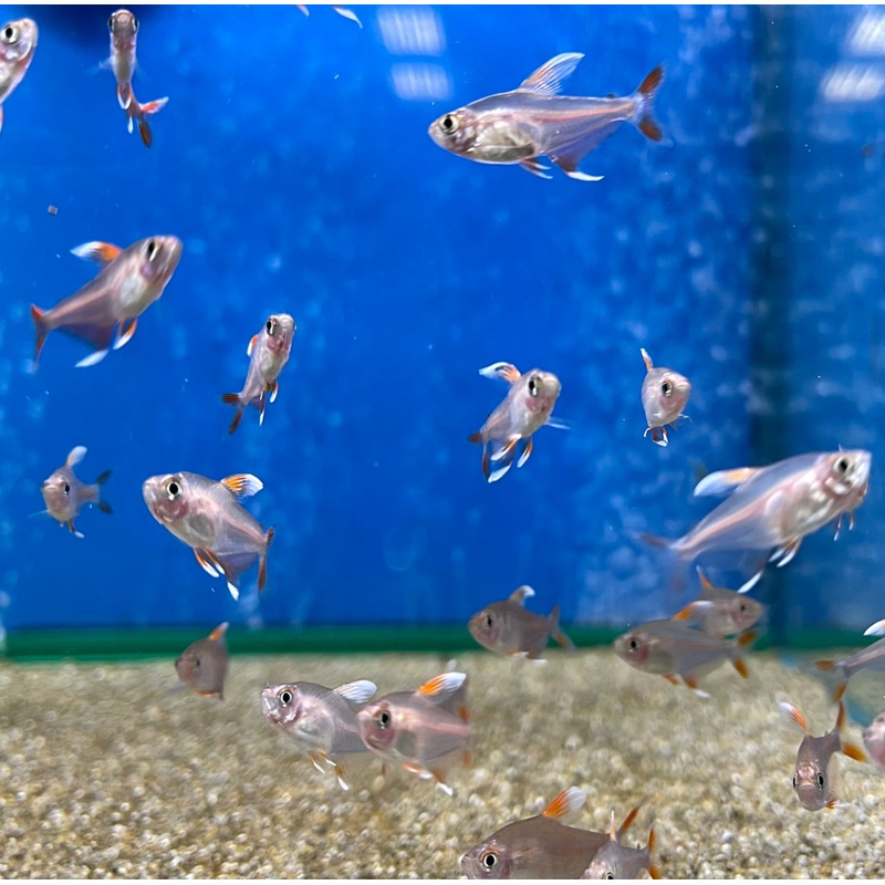 White Fin Ornate Tetra – (No Online Purchases)