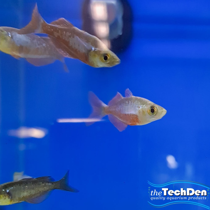 Red Rainbow fish – (No Online Purchases)