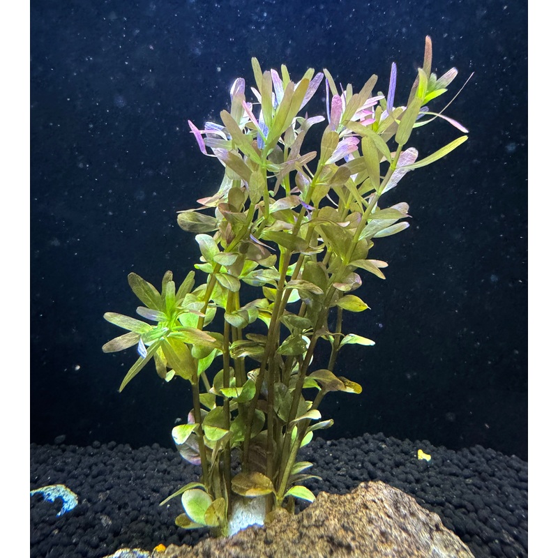 Rotala Rotundifolia ‘Vietnam’