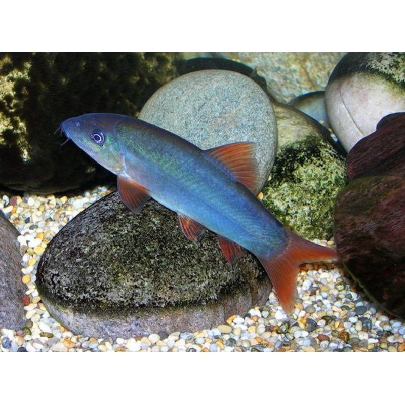 Red Tail Botia “Yasuhikotakia modesta”