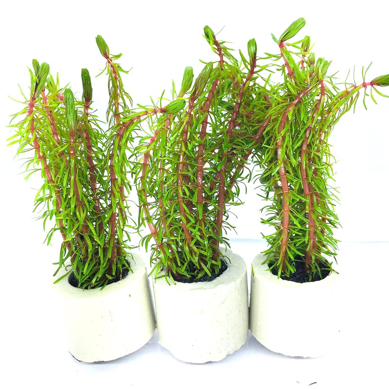 Rotala wallichii (1 POT)