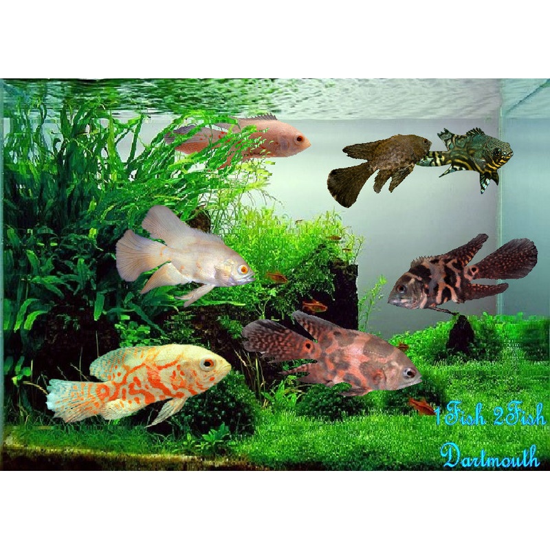 Assorted Oscars ”Astronotus ocellatus”- 2”