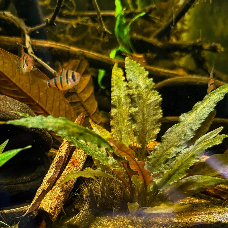 Cryptocoryne Tropica