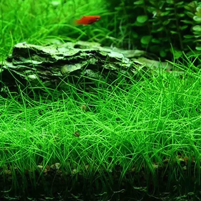 Eleocharis acicularis Dwarf Hair Grass Live Plant – Tissue Culture
