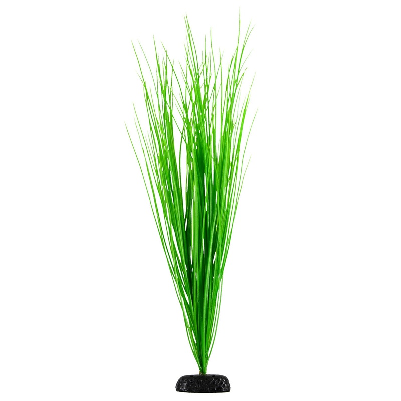 Green Hairgrass – 24″ Aquarium Plant