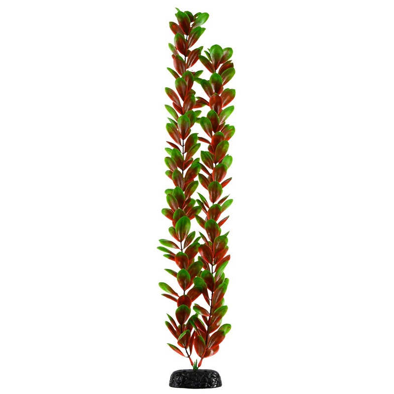 Red/Green Bacopa – 20″ Aquarium Plant