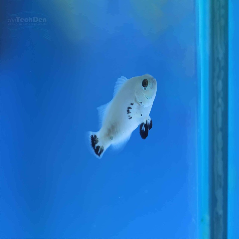 Snow Storm (A. Ocellaris) – (No Online Purchases)