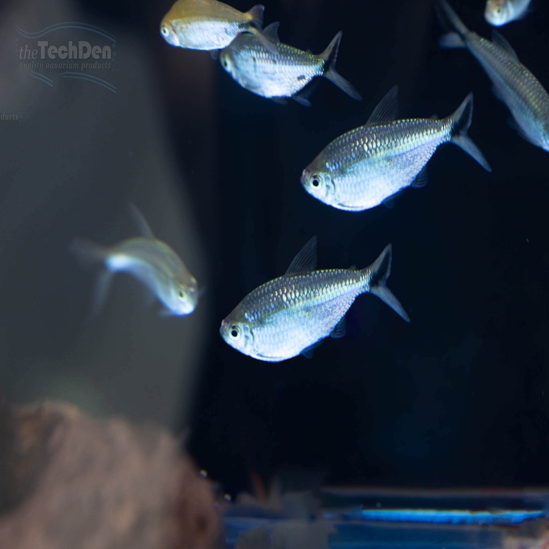 Blackline Tetra (Moenkhausia costae) – (No Online Purchases)