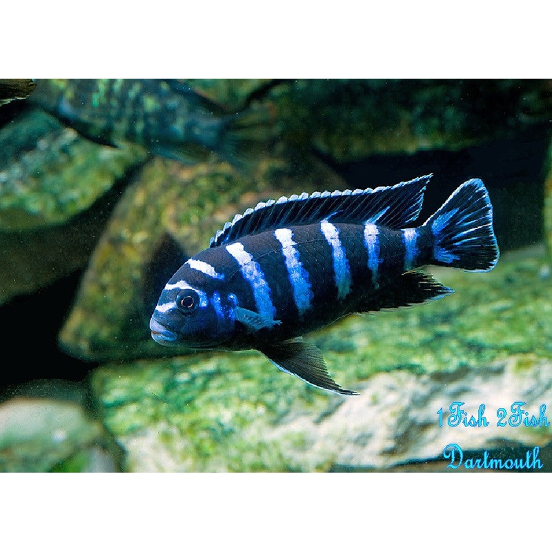Demasoni Cichlid “Pseudotropheus demasoni”