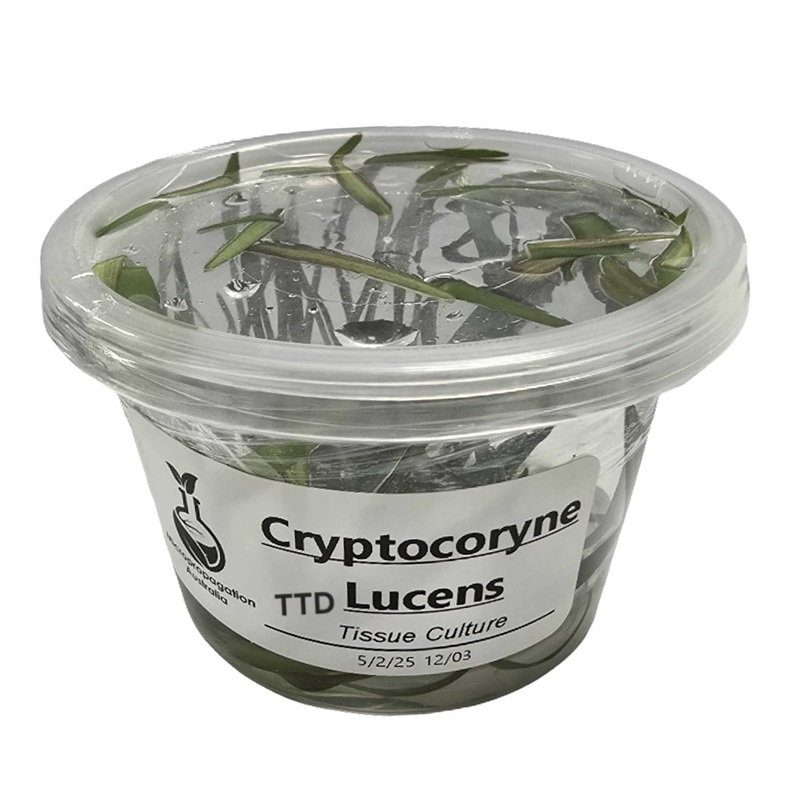 Micropropagation Australia – Cryptocoryne lucens- Live Plant – Tissue Culture