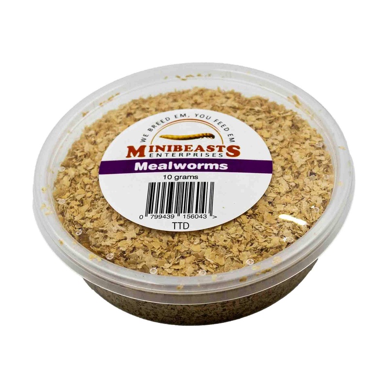 Minibeasts Mealworms – 10g Tub Live Food – Instore Pick Up Only