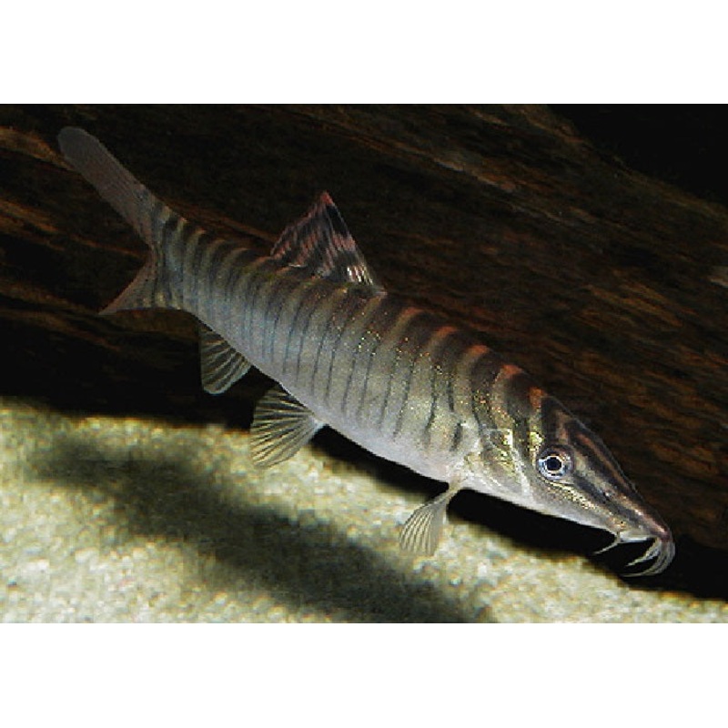 Tiger Botia Loach “Syncrossus hymenophysa”