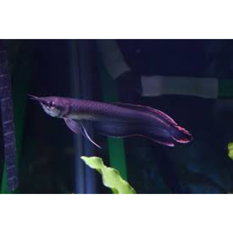 Black Arowana