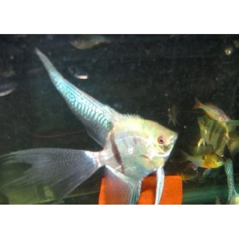 Blue Veil Angelfish “Pterophyllum Scalare”