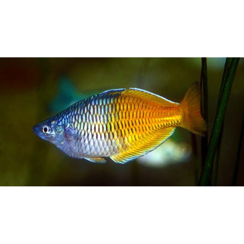 Boesemani Rainbowfish “Melanotaenia boesmani”