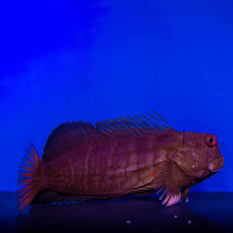 Rock Hopper (Cirrepectes chelomatus) – (No Online Purchases)