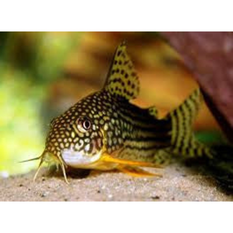Sterbai Cory Catfish “Corydoras sterbai”- Med