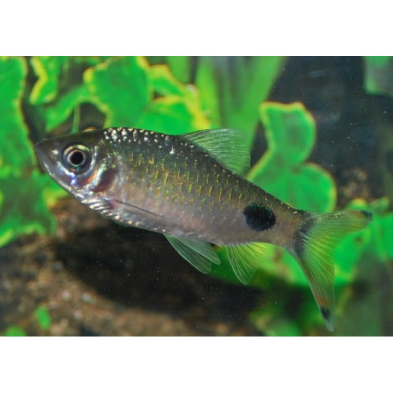 Black Spot Barb “Puntius filamentosus”