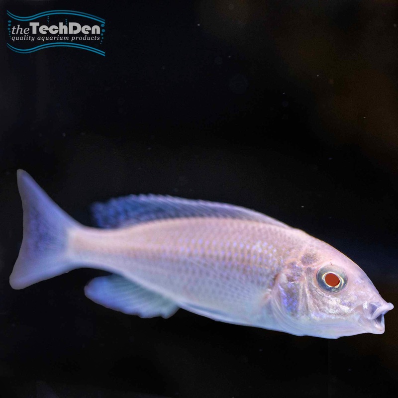 Albino Blue Dolphin Cichlid – cyrtocara moorii- (No Online Purchases)