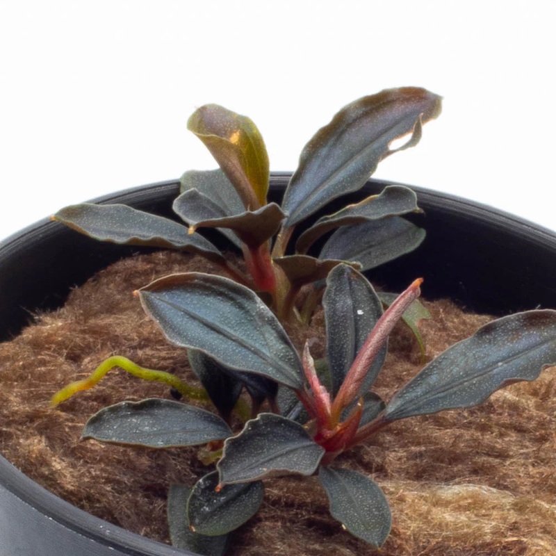 Bucephalandra: Red Mini