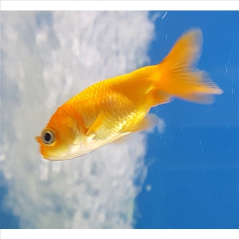 Ranchu Small 5cm – (No Online Purchases)