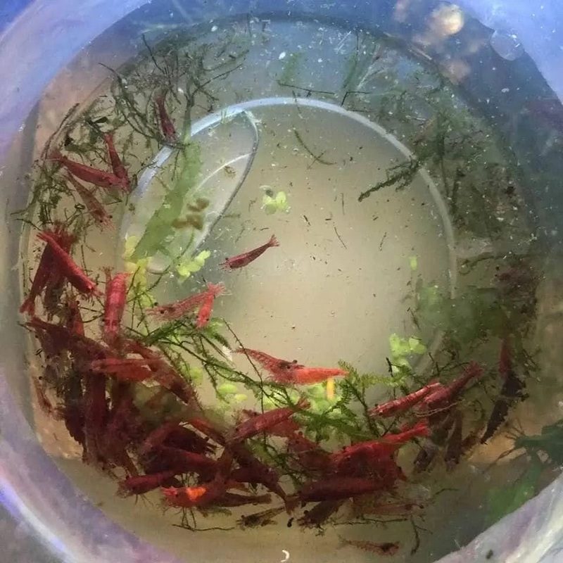 20x Red Cherry Shrimp Starter Pack – Free Shipping