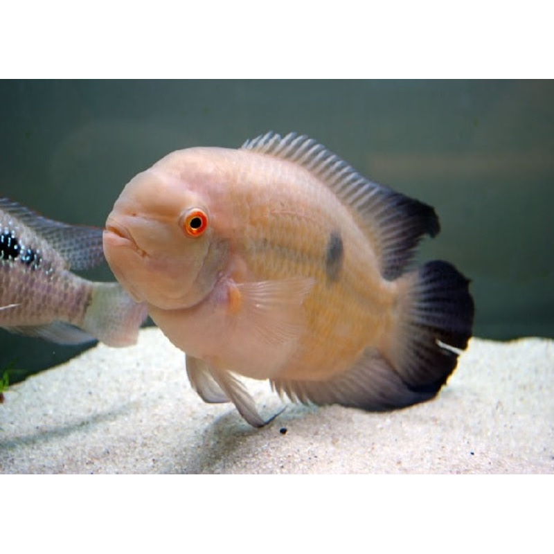 Chocolate Cichlid “Hypselecara temporalis”
