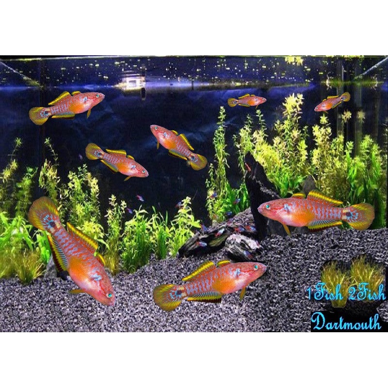 Peacock Goby “Tateurndina ocellicauda”