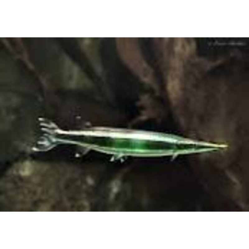 Striped Pike ‘Characin’ (baracuda)