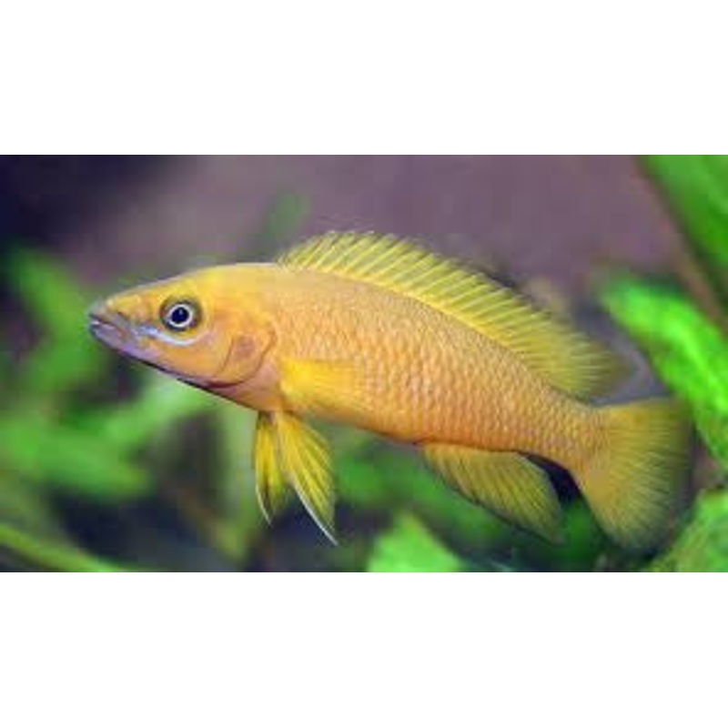 Lemon Cichlid “Neolamprologus Leleupi”