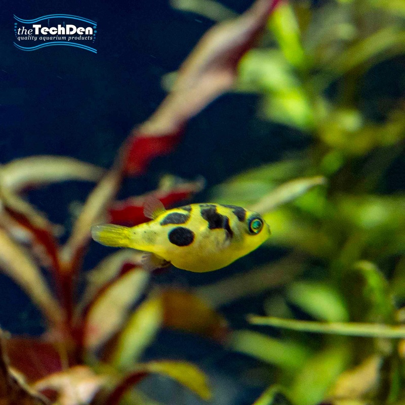 Pea Puffer – (No Online Purchases)