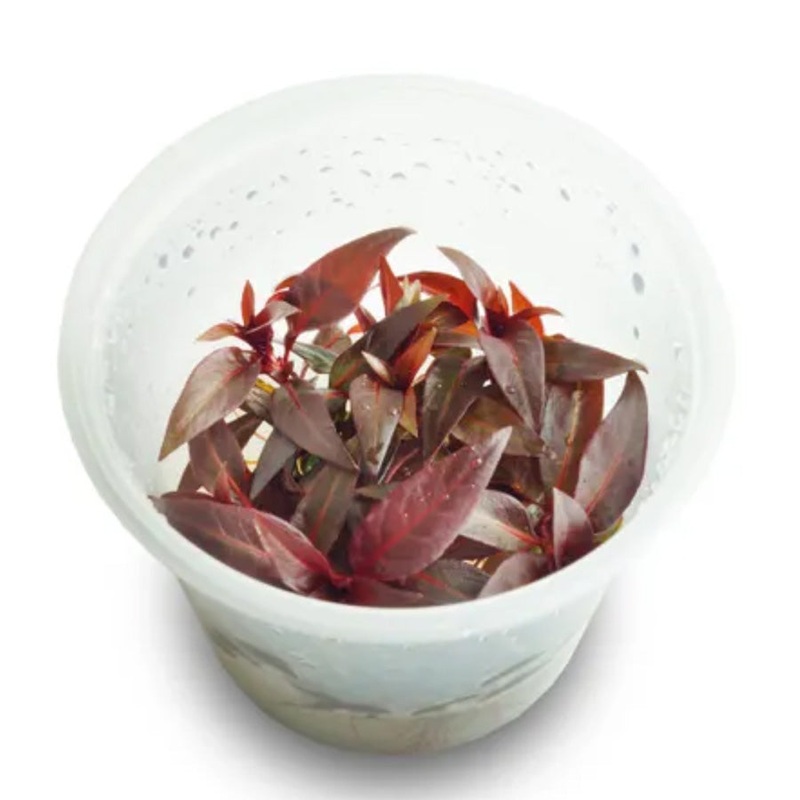 Ludwigia Glandulosa – Live Plant – Tissue Culture