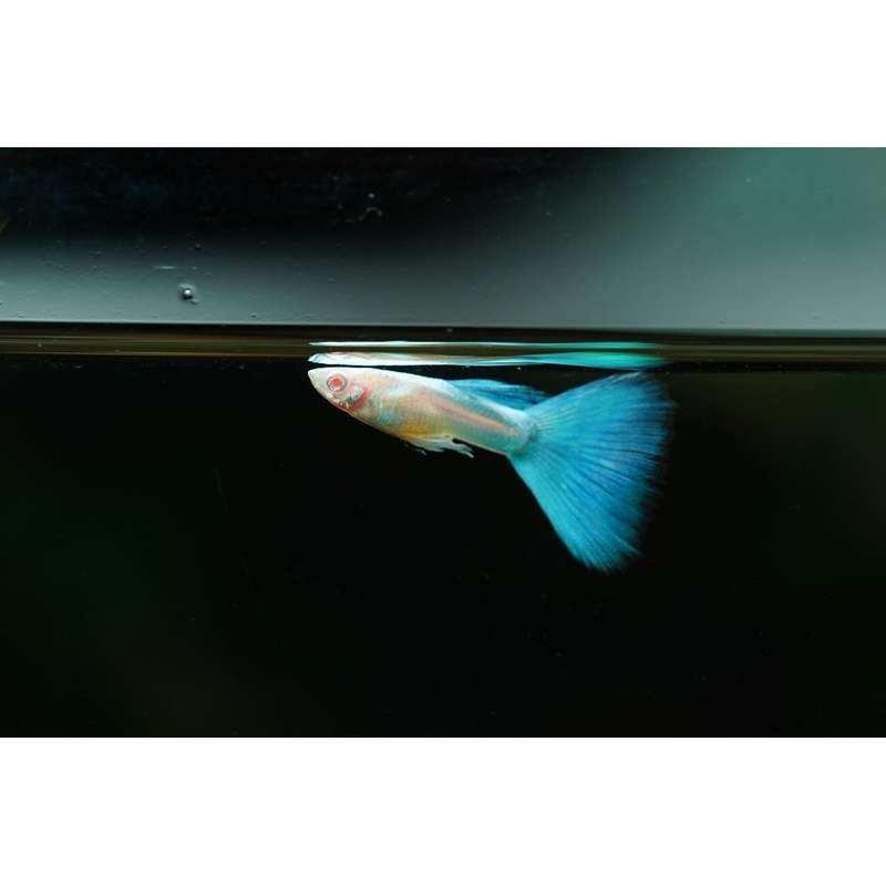 Blue Tuxedo Albino Guppies