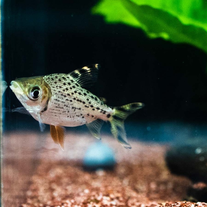 Flagtail Prochilodus – (No Online Purchases)