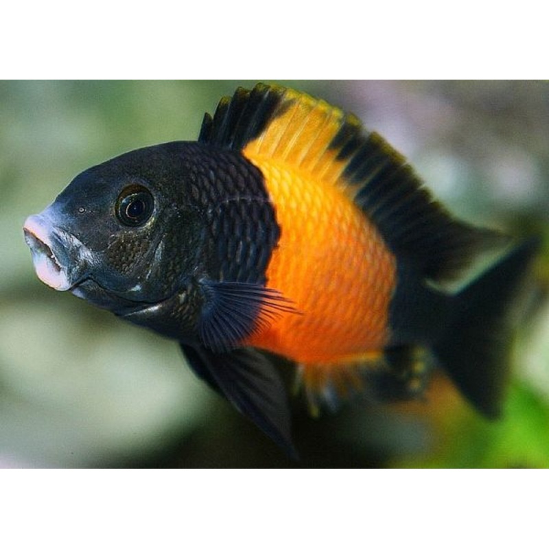 Bemba Orange Flame Tropheus