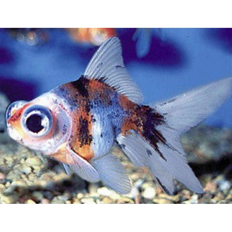 Calico Telescope-Eye Goldfish
