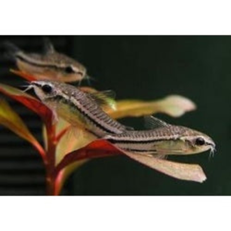 Corydoras hastatus   Pygmy Cory (Check Picture)