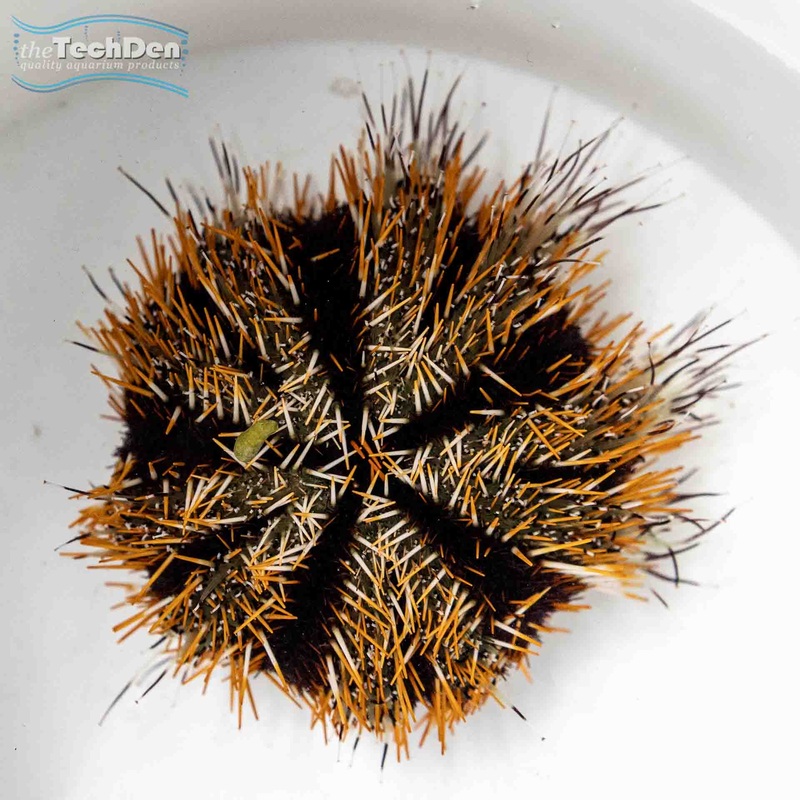 Decorator Urchin – (No Online Purchases)